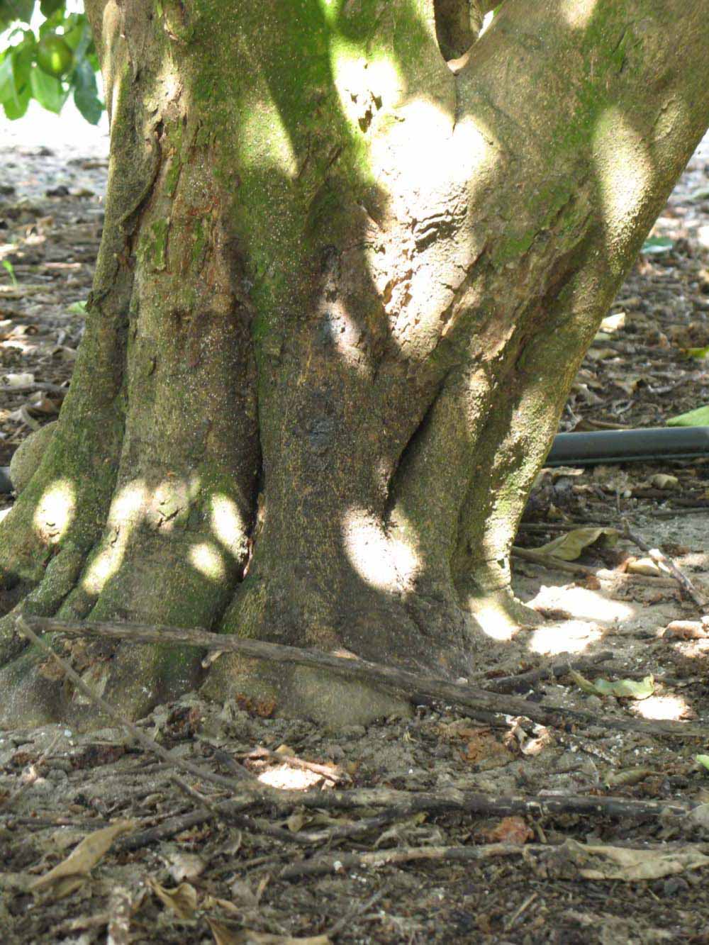              Bark (Winter Haven, FL)       